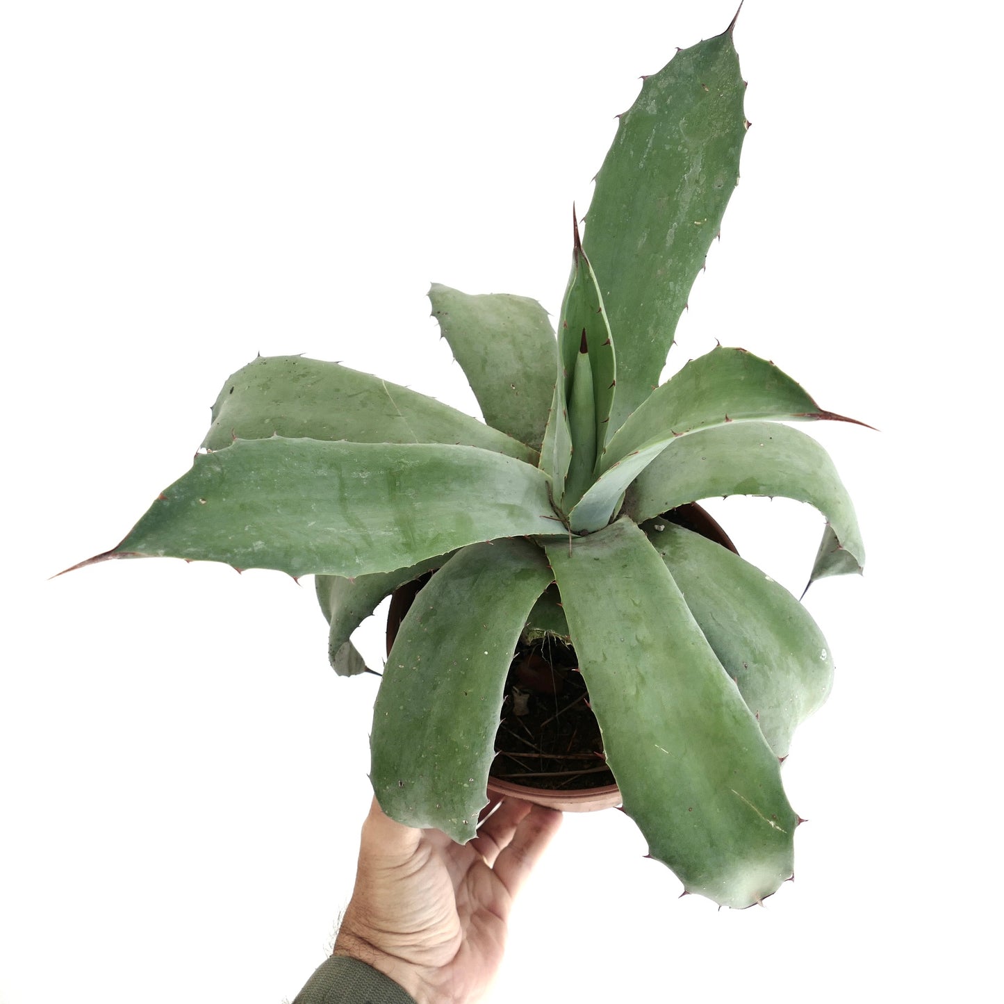 Agave americana x weberi succulent with broad green leaves and sharp reddish spines
