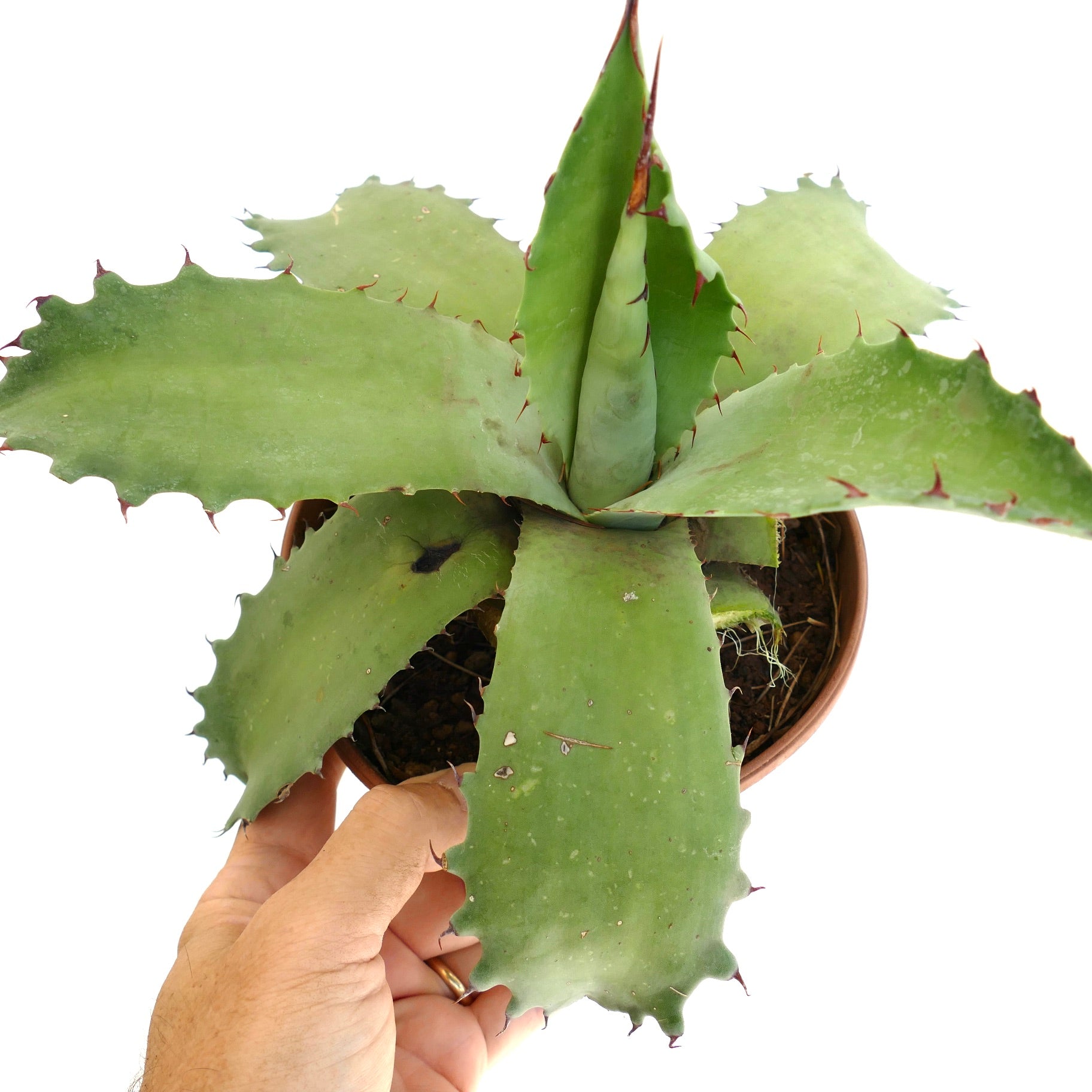 Agave marmorata x americana x bovicornuta succulent with broad green leaves and reddish spines