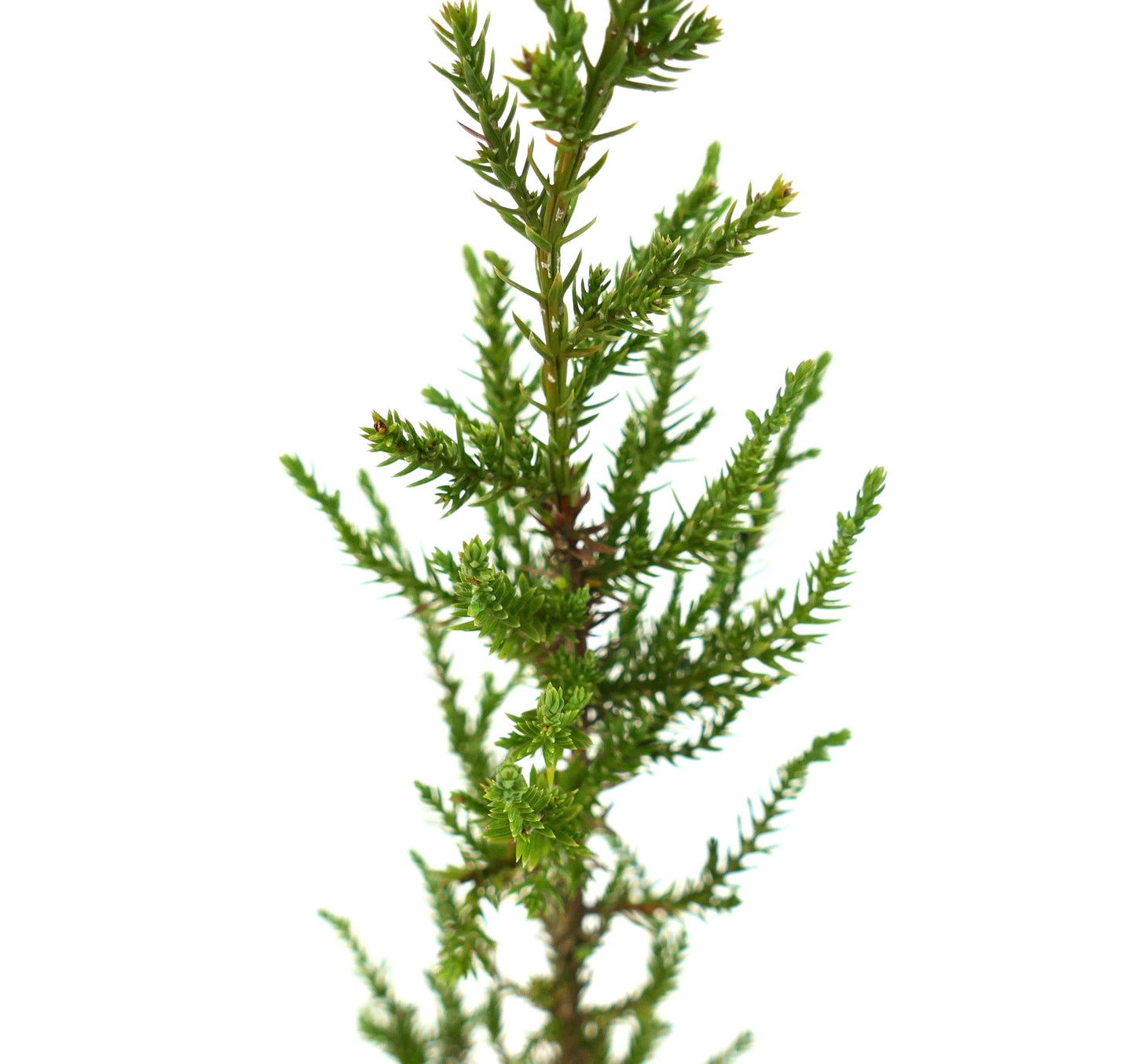 Juniperus phoenicea