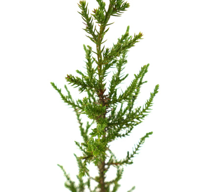 Juniperus phoenicea