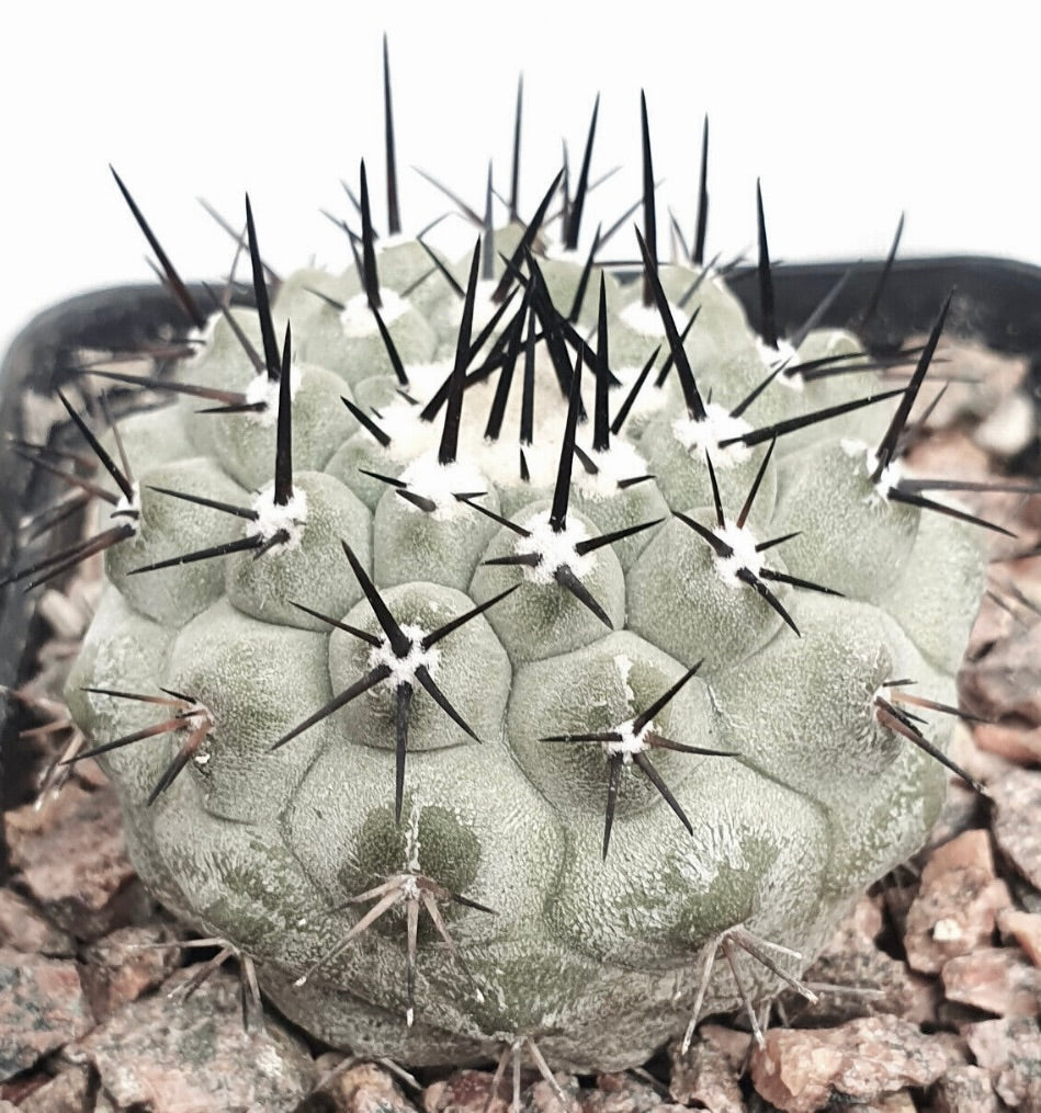 Copiapoa cinerea var. cinerea TALTAL 38