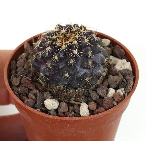 Copiapoa tenuissima SOUTH-EAST OF ANTOFAGASTA HE051-25