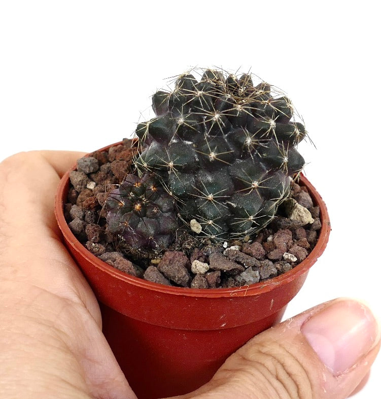 Copiapoa humilis DN8