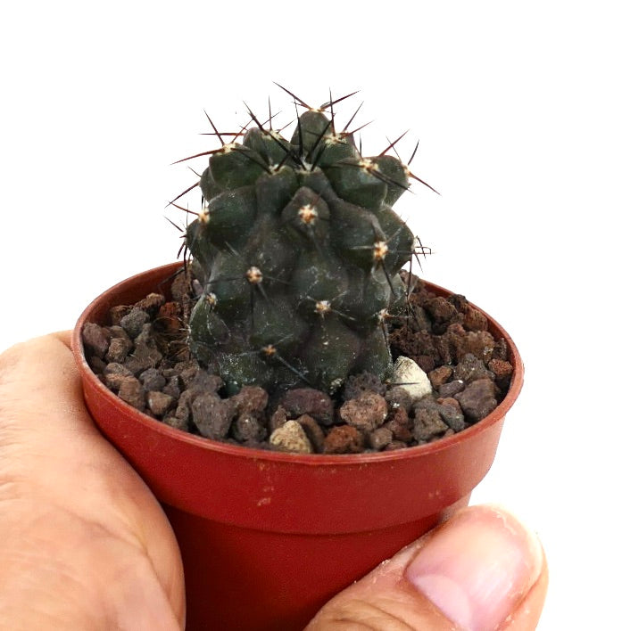 Copiapoa cinerea X humilis UA5-MF