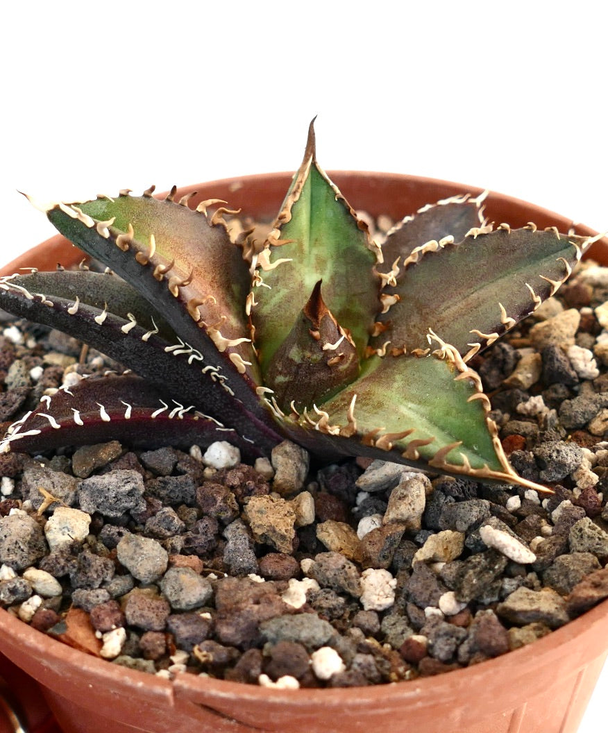 Agave titanota cv SHARK SHOUI 2003