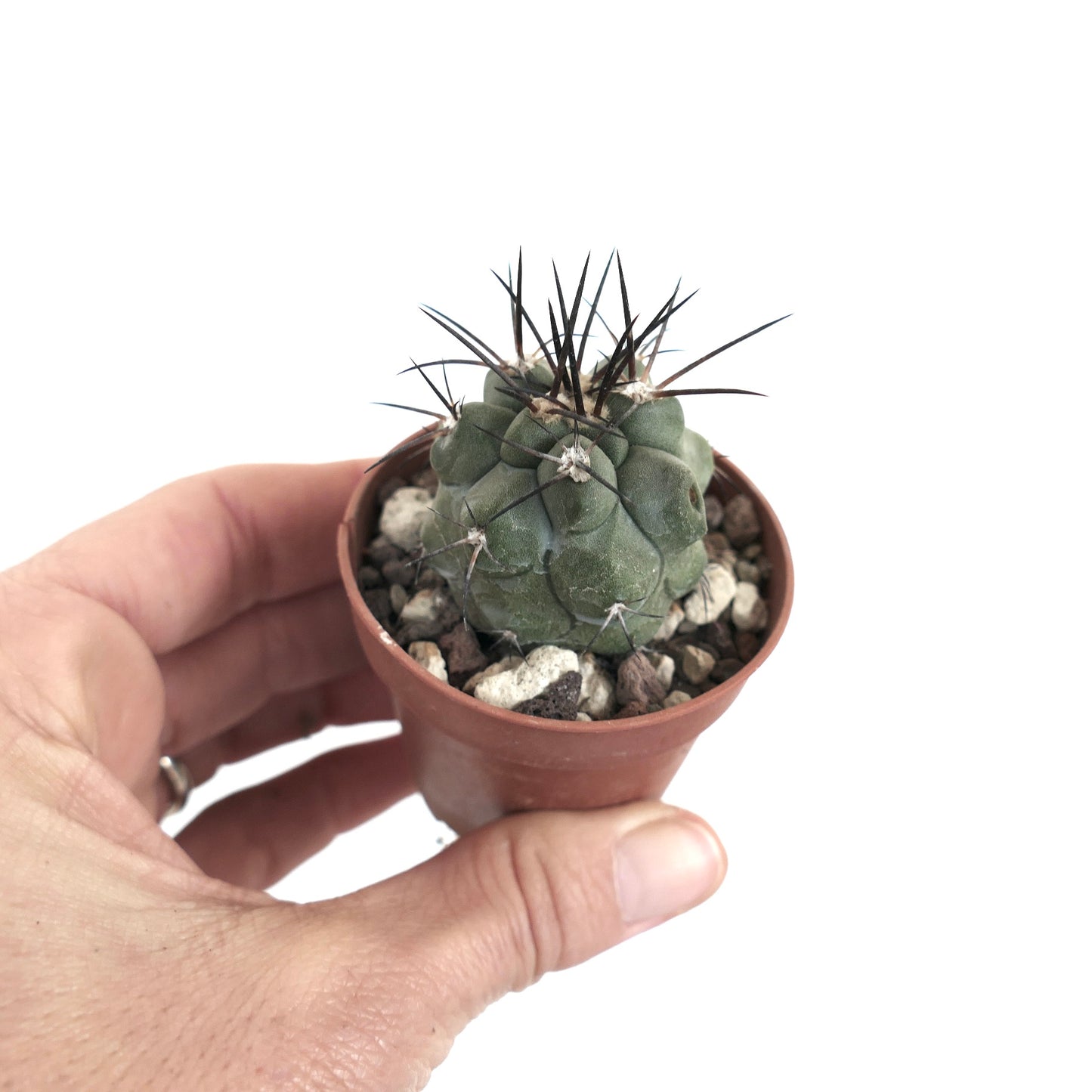 Copiapoa cinerea X atacamensis 669C