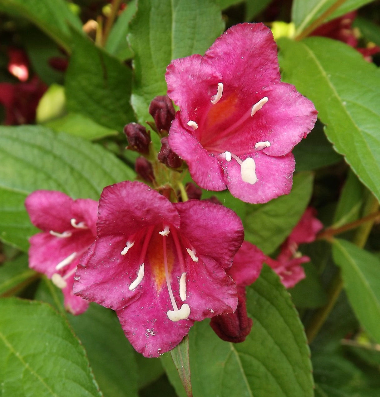 Weigelia florida cv “Bristol Ruby” 40-70cm