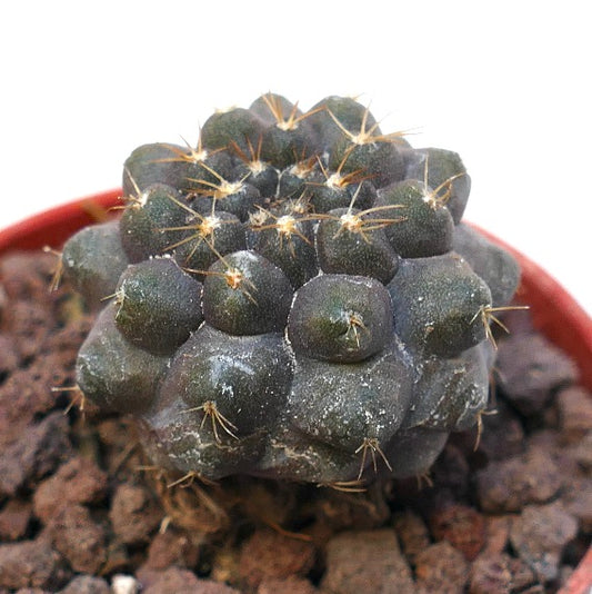 Copiapoa columna-alba X Copiapoa humilis SAB130