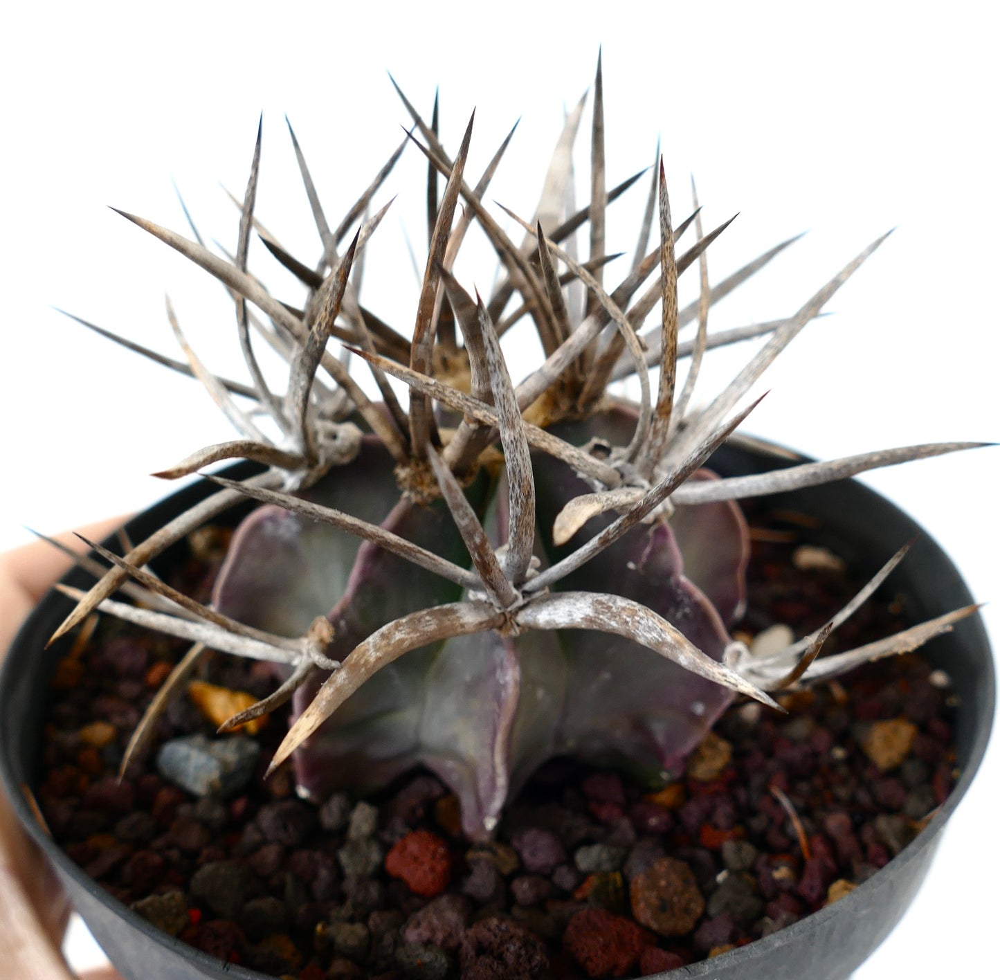 Astrophytum capricorne cv BUFFALO (syn. Taiho-gyoku) Y5