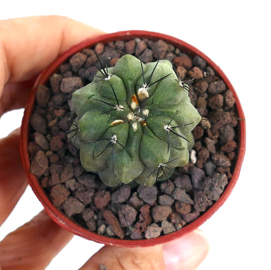 Copiapoa cinerea GREEN X hypogaea GES19