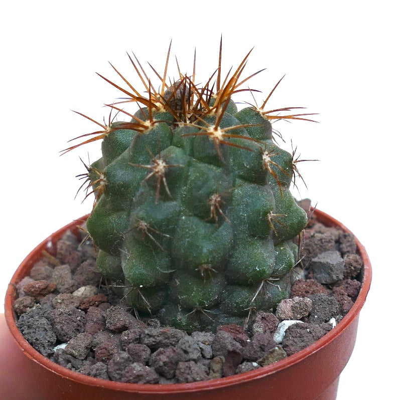 Copiapoa cinerea X Copiapoa goldii WE206