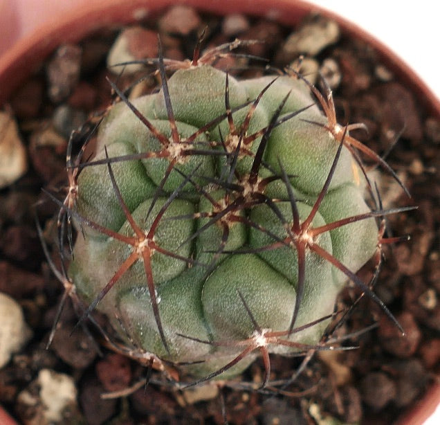 Copiapoa solaris X bridgesii 11P