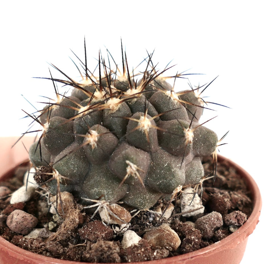 Copiapoa cinerea X dura SF13