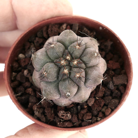 Copiapoa cinerea x hypogaea TUP1