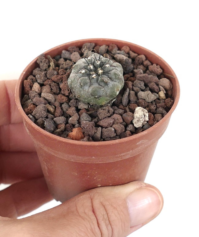 Copiapoa cinerea TALTAL XY2