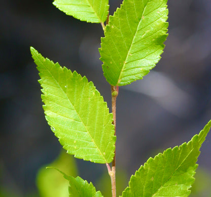 Ulmus pumila 20-70cm