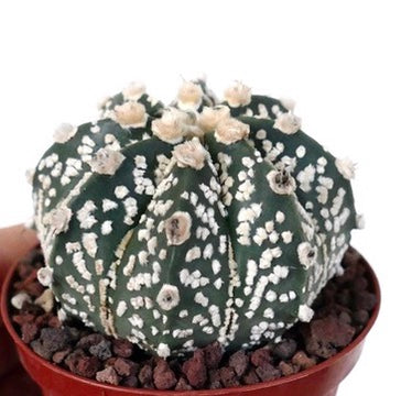 Astrophytum cv ONZUKA x SUPERKABUTO 30LK