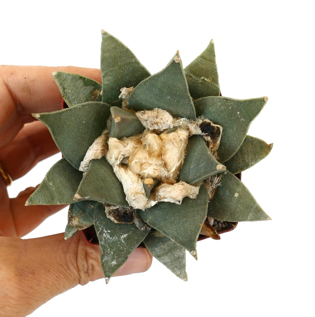 Ariocarpus retusus var. panarottoi GREEN FORM B2B