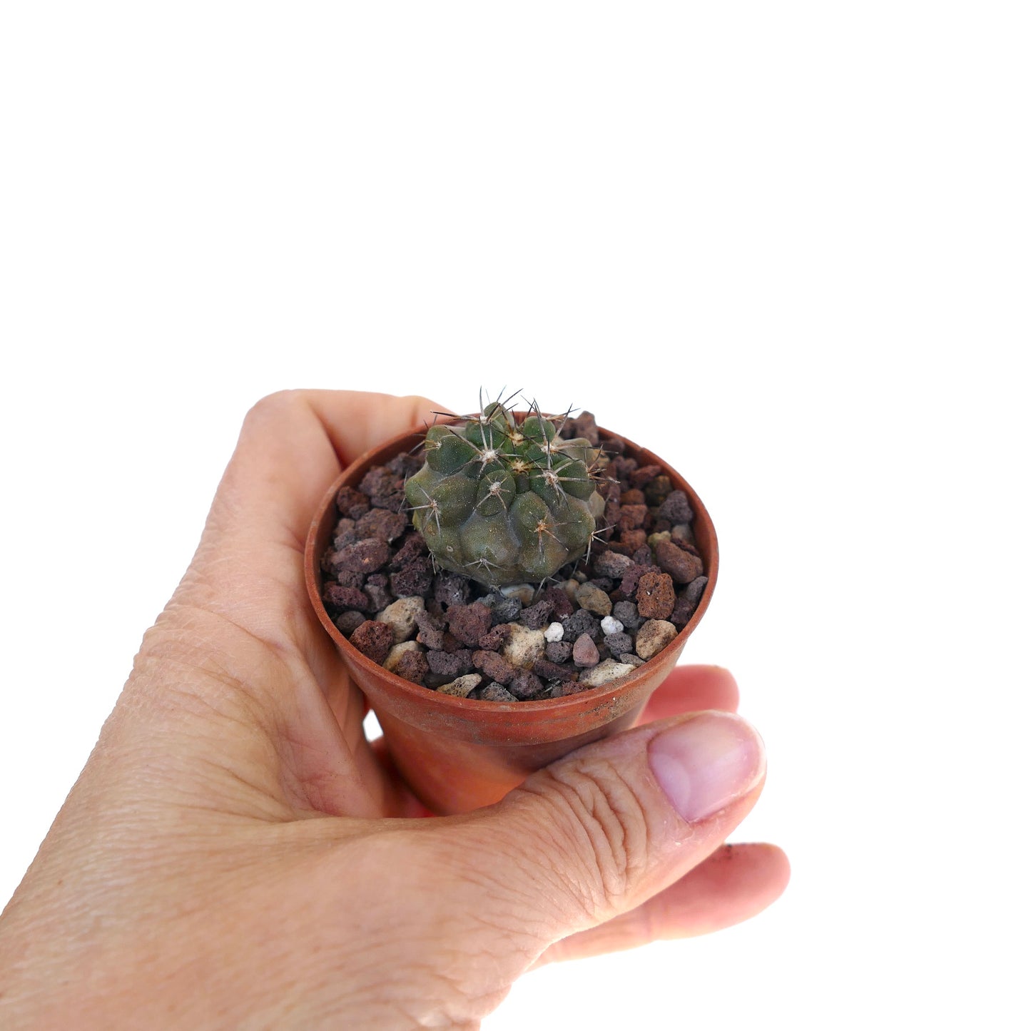 Copiapoa dura 13533