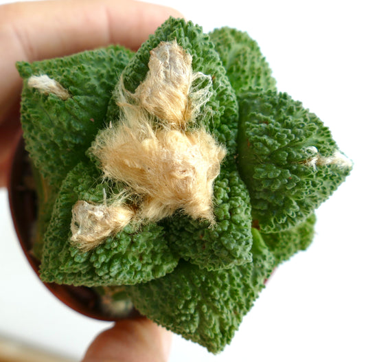 Ariocarpus hintonii GODZILLA fat leaves SA