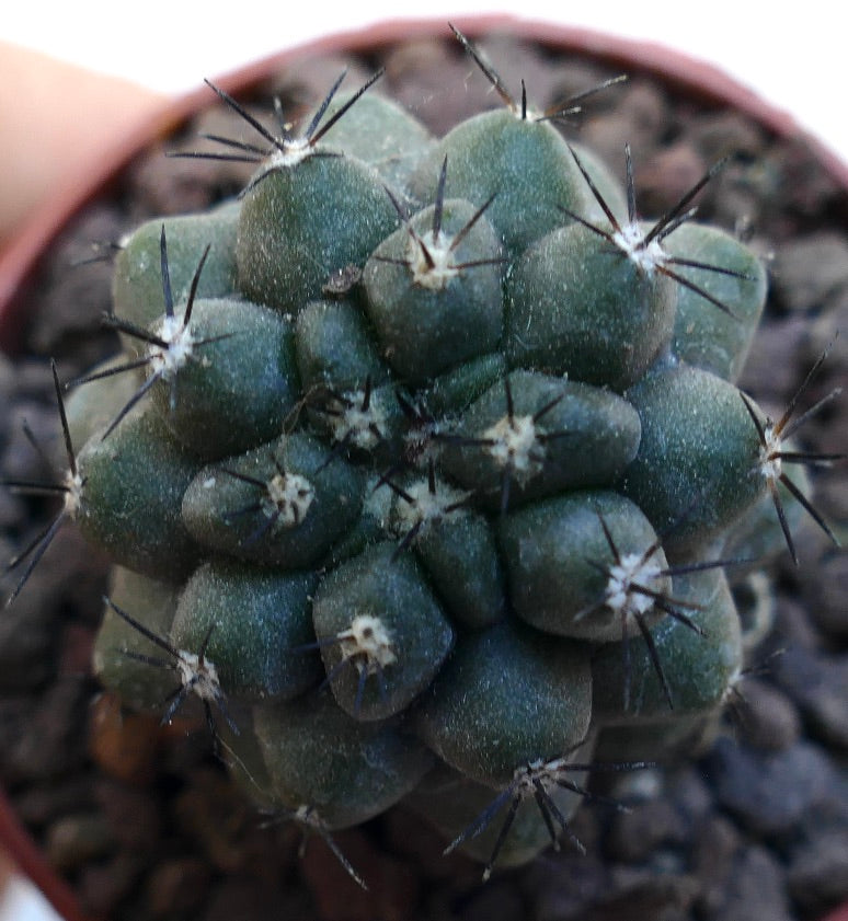 Copiapoa cinerea KIKKO X humilis MPS1