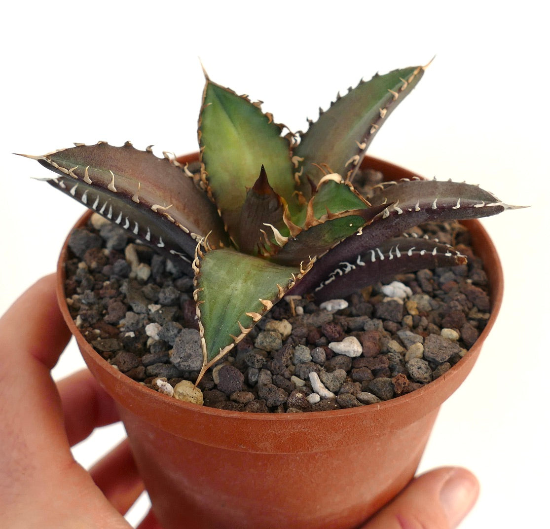 Agave titanota cv SHARK SHOUI 3R