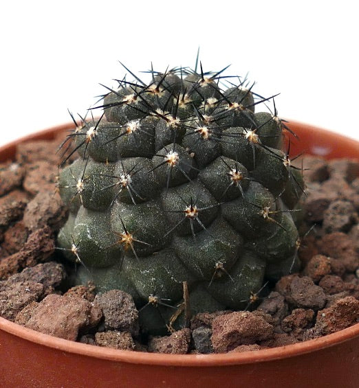 Copiapoa cinerea DARK X griseoviolacea 87A