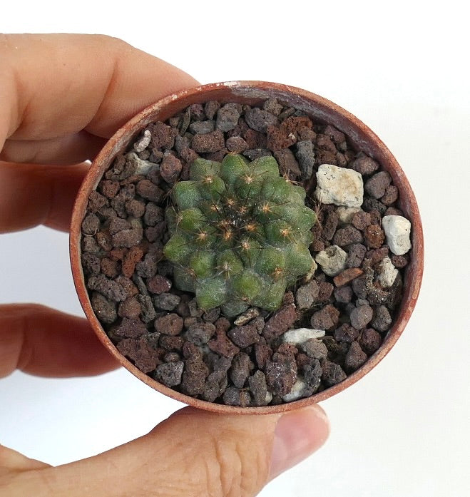 Copiapoa serpentisulcata W7