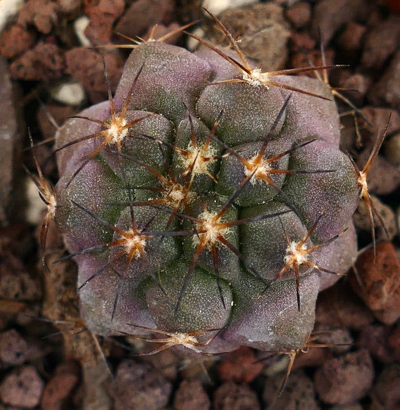 Copiapoa griseoviolacea X serpentisulcata YR2