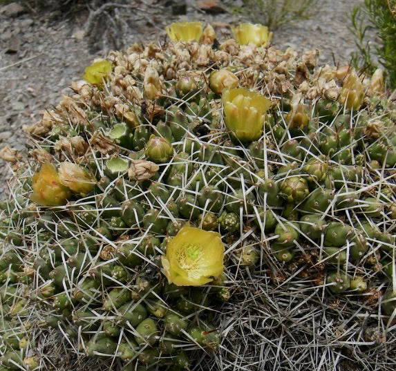 Maihueniopsis glomeratus longispinus SEEDS