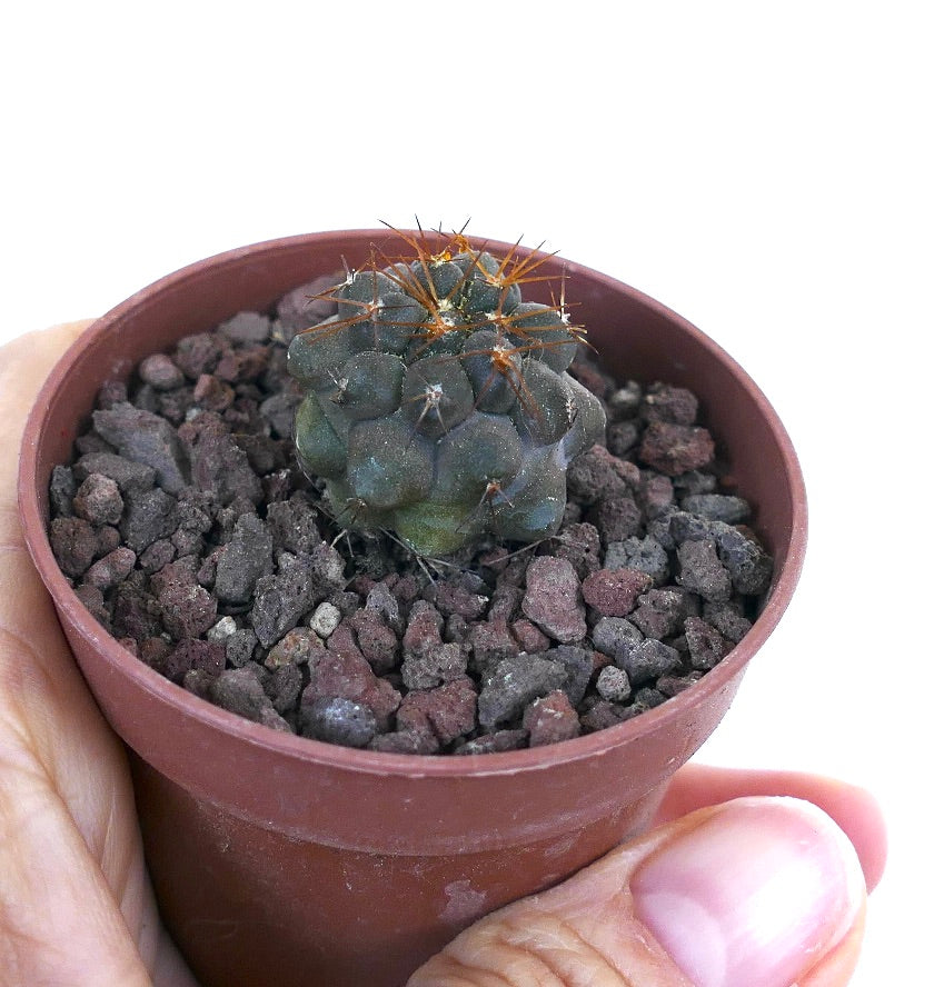 Copiapoa serpentisulcata X columna-alba 02B