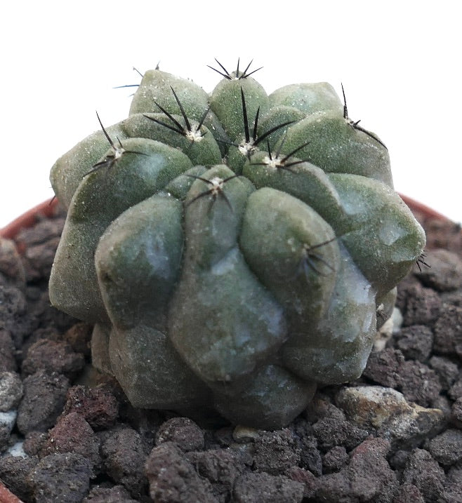 Copiapoa cinerea NUDA X Copiapoa hypogaea SAB9