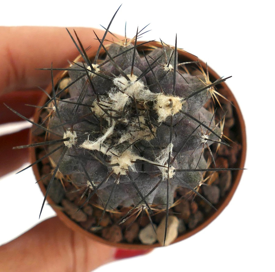 Copiapoa cinerea X atacamensis UA5