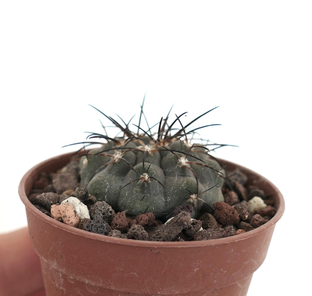 Copiapoa cinerea form KIKKO X serpentisulcata GIO