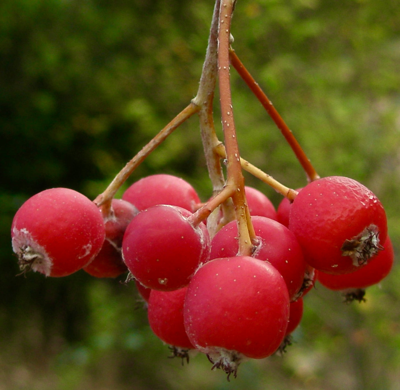 Sorbus aria 30-50cm