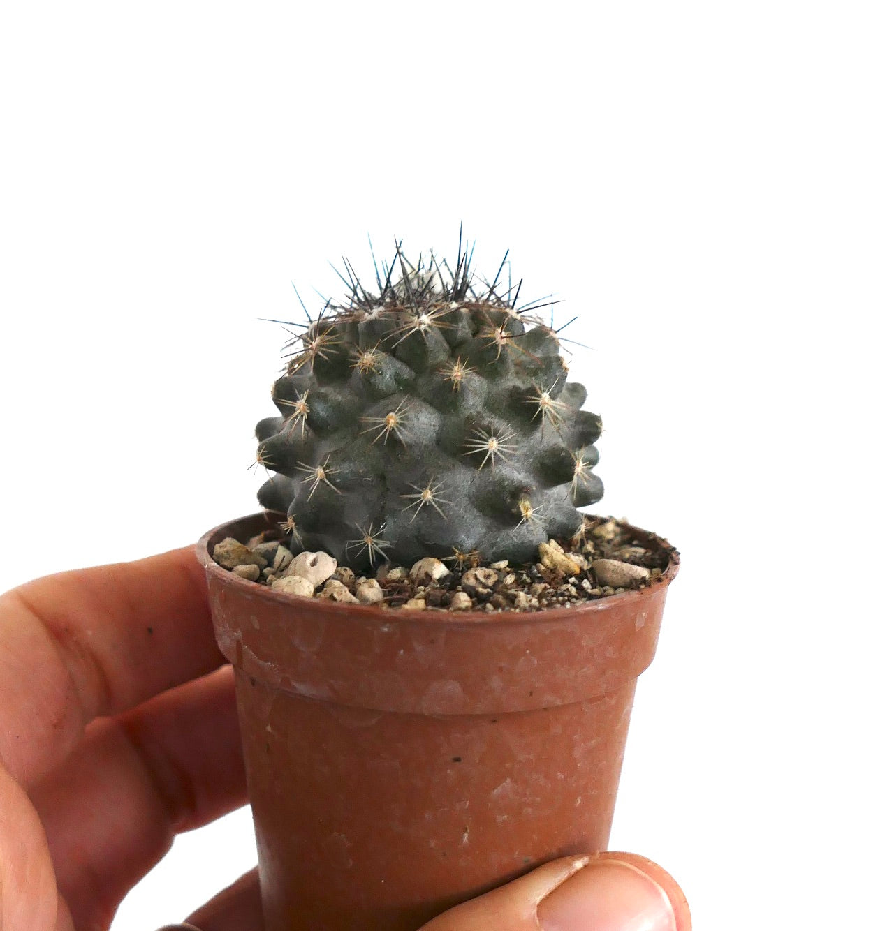 Copiapoa humilis PZ