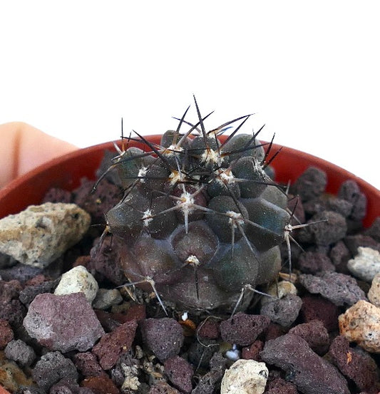 Copiapoa atacamensis 25LM