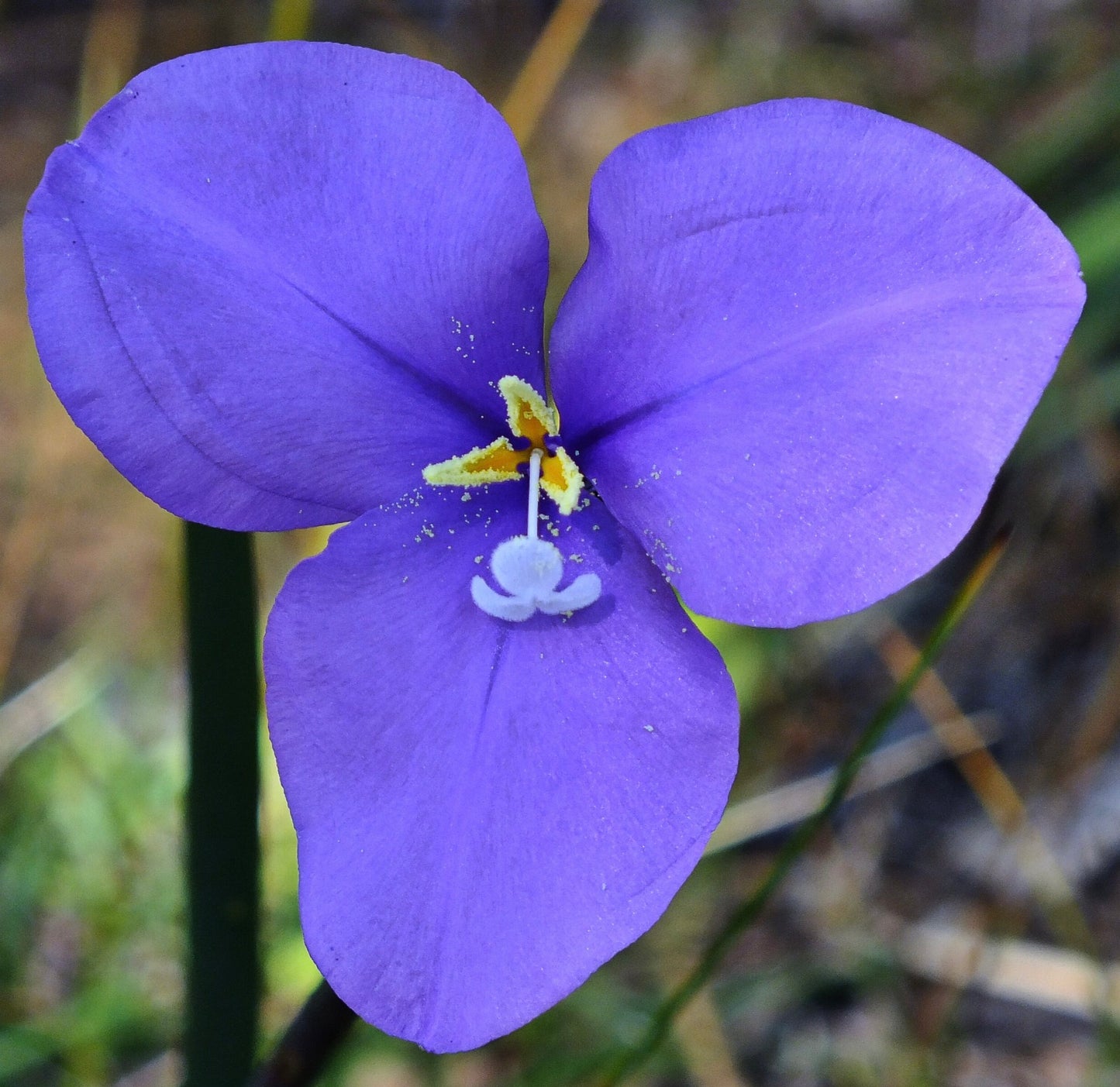 Patersonia occidentalis SEEDS