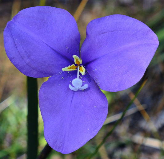 Patersonia occidentalis SEEDS