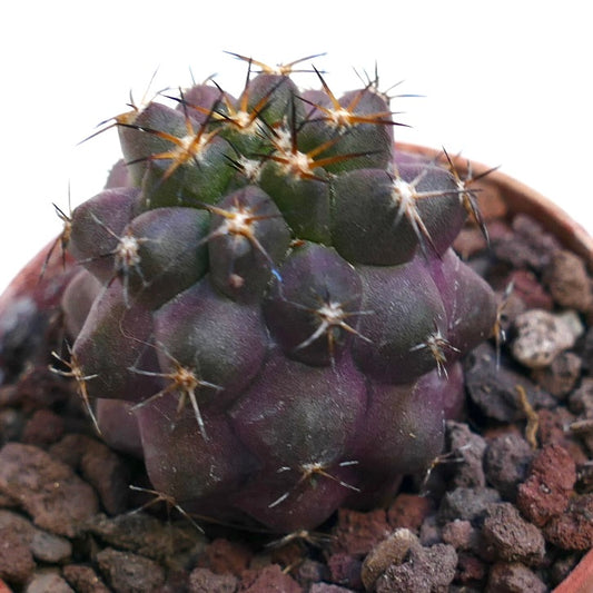 Copiapoa cinerea X griseoviolacea 23