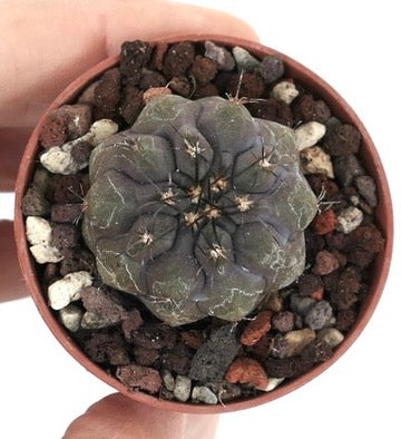 Copiapoa cinerea GREY X hypogaea 88CX