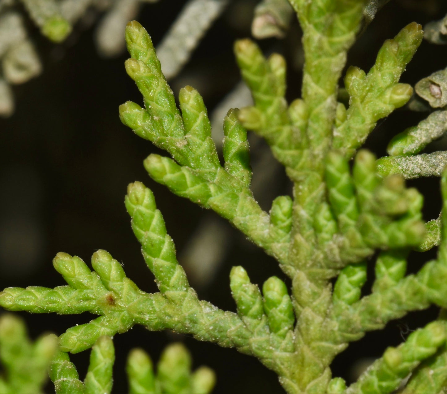 Cupressus sempervirens var. horizontalis 50-90cm