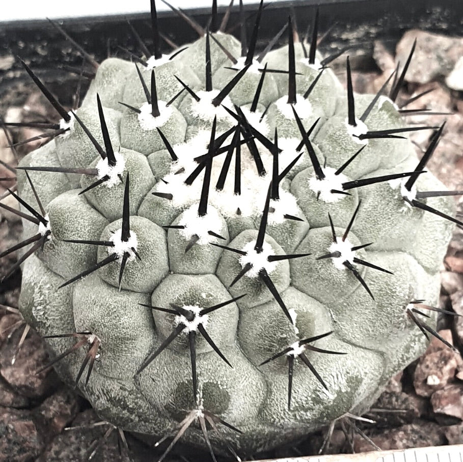 Copiapoa cinerea var. cinerea TALTAL 38