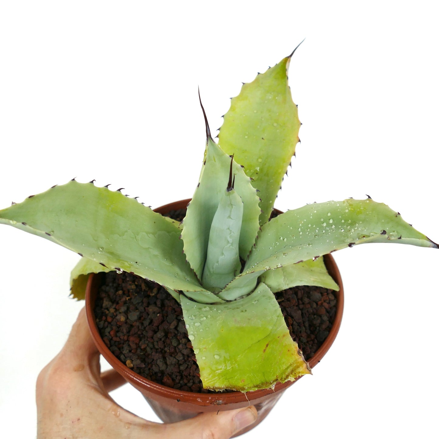 Agave f3 HYBRID (ovatifolia x weberi x eborispina) by Mr. Corsi W3-65