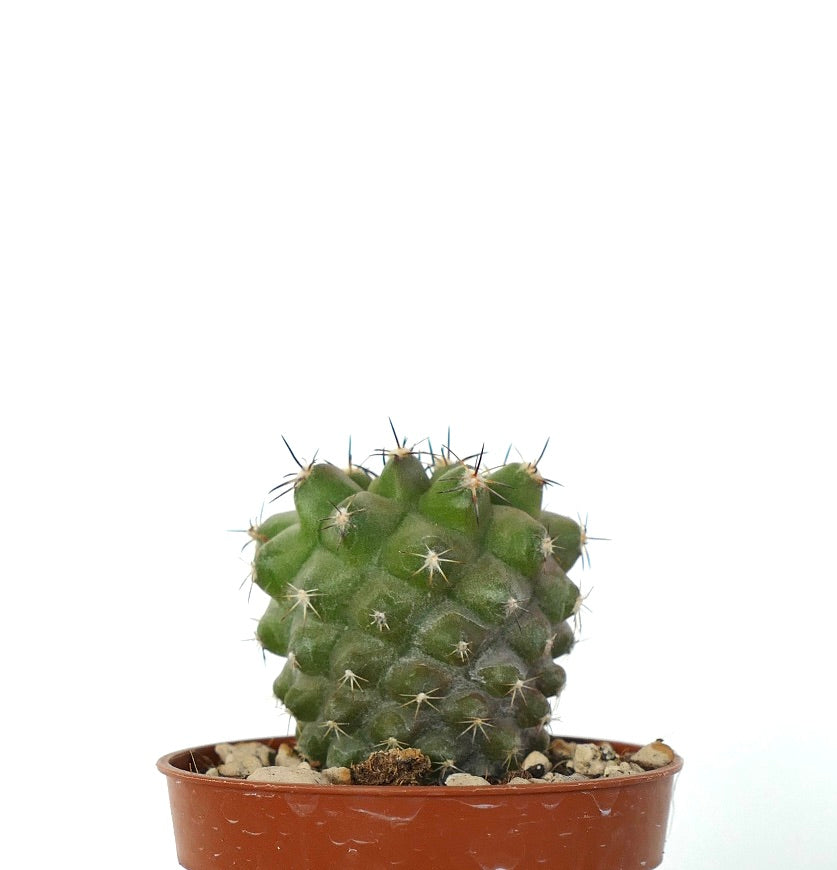 Copiapoa cinerea GREEN X cupreata A04