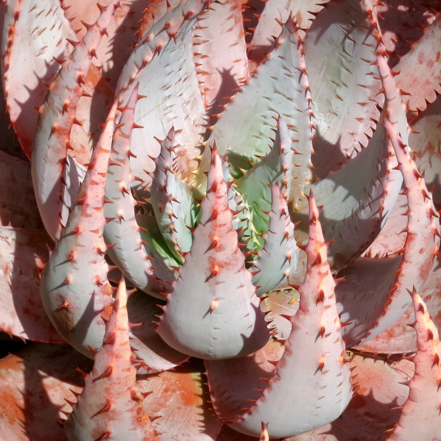 Aloe peglerae SEMI