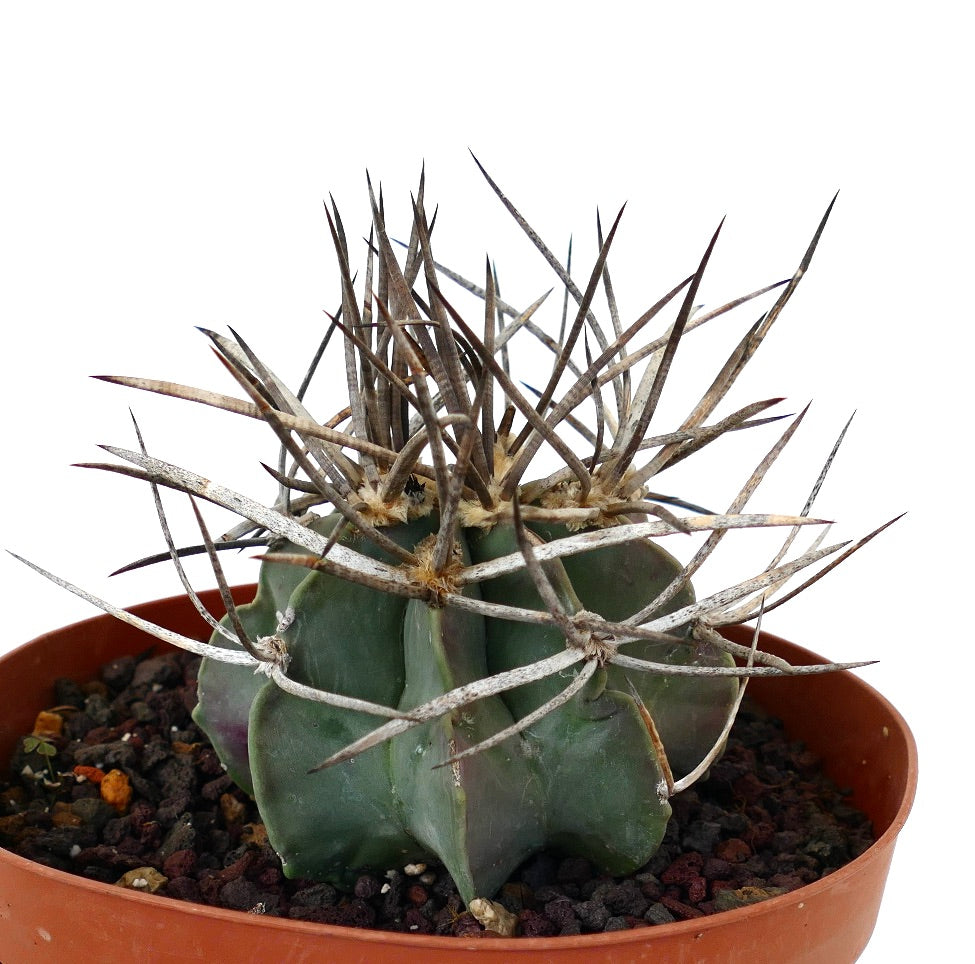 Astrophytum capricorne cv BUFFALO (syn. Taiho-gyoku) J668