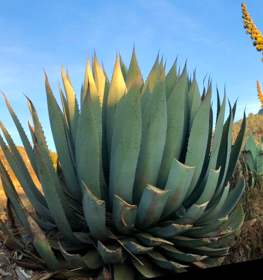 Agave hurteri SEEDS