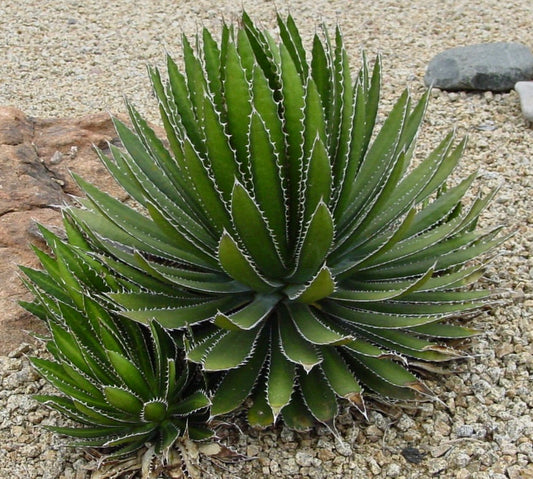 Agave lophantha SEEDS