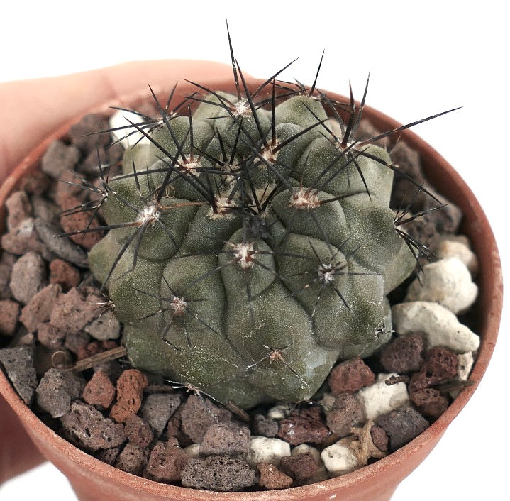 Copiapoa cinerea UU3